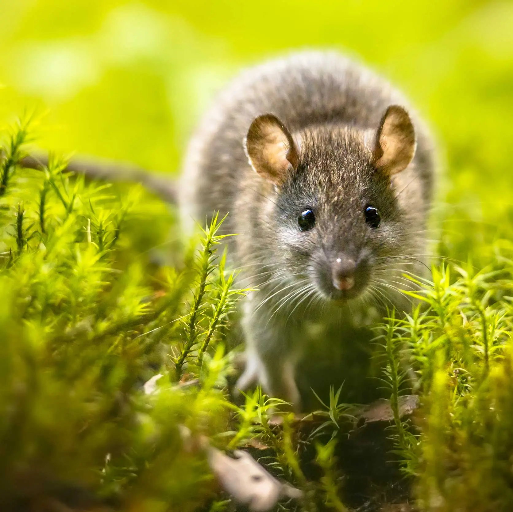 ppscoverrat proficient pest solutions