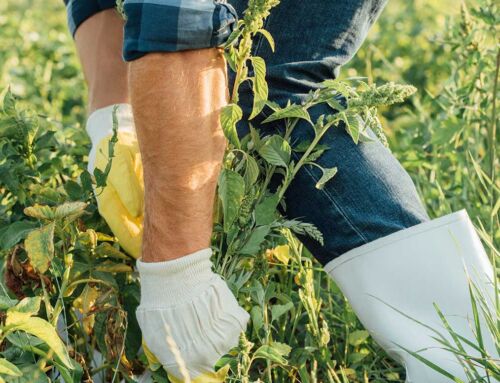 Weed Control Services