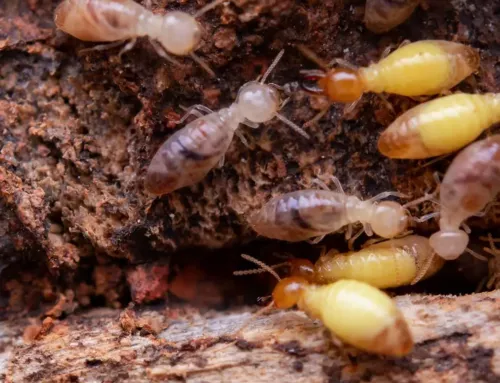 Termite Control Services