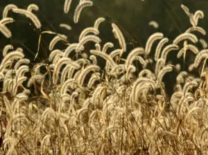 Weed Control